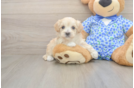 Meet Layla - our Maltipoo Puppy Photo  2/3 - Lone Star Pups Maltipoo Puppy for Adoption