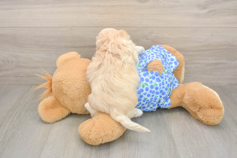 Meet Layla - our Maltipoo Puppy Photo  3/3 - Lone Star Pups Maltipoo Puppy for Adoption