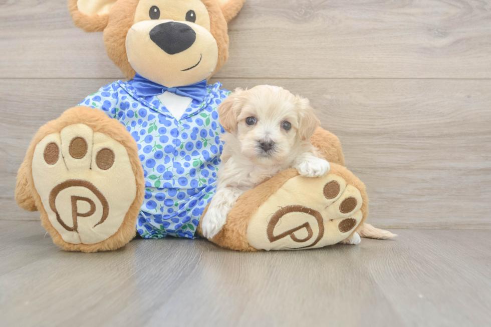 Meet Layla - our Maltipoo Puppy Photo  1/3 - Lone Star Pups Happy Maltipoo Baby