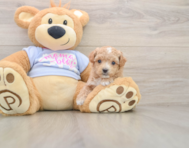 6 week old Maltipoo Puppy For Sale - Lone Star Pups