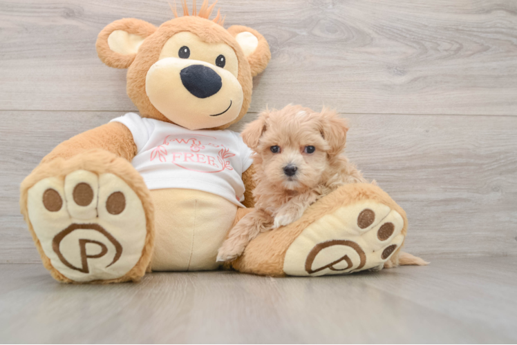 Maltipoo Pup Being Cute