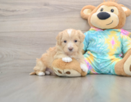 9 week old Maltipoo Puppy For Sale - Lone Star Pups