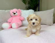 9 week old Maltipoo Puppy For Sale - Lone Star Pups