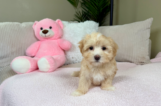 Cute Maltipoo Poodle Mix Pup