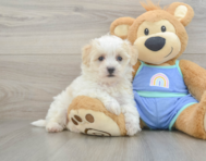 8 week old Maltipoo Puppy For Sale - Lone Star Pups