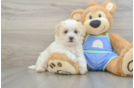 Best Maltipoo Baby