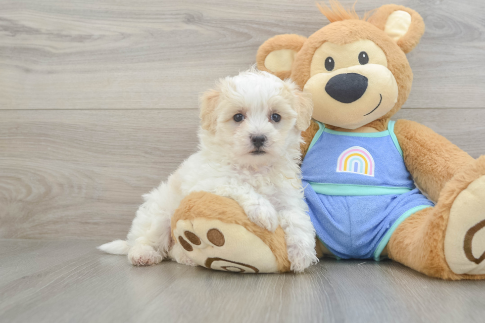 Best Maltipoo Baby