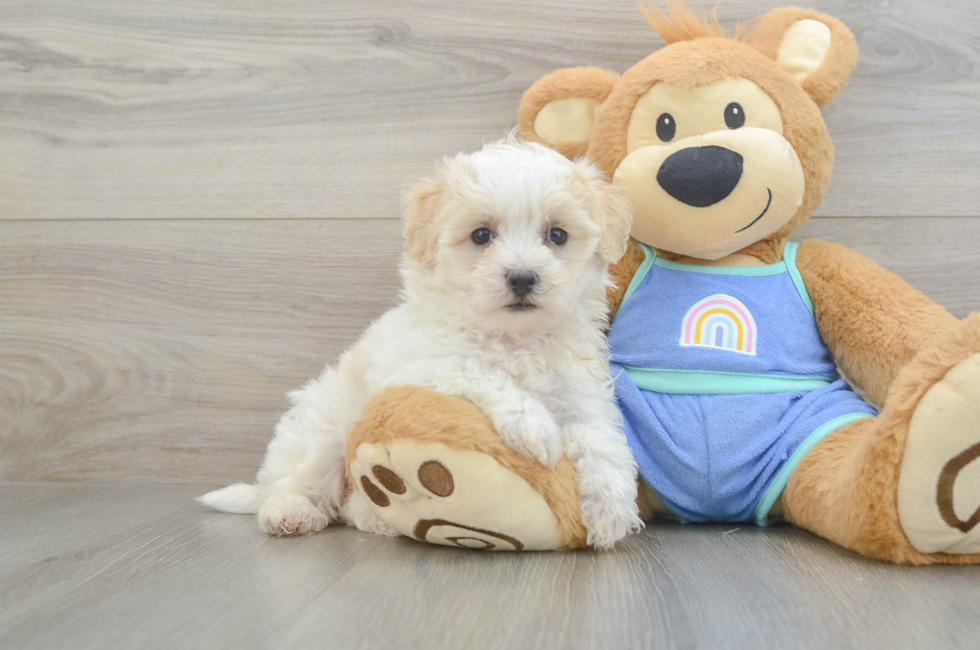 5 week old Maltipoo Puppy For Sale - Lone Star Pups