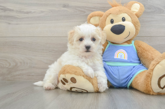 Best Maltipoo Baby