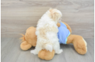 Hypoallergenic Maltepoo Poodle Mix Puppy