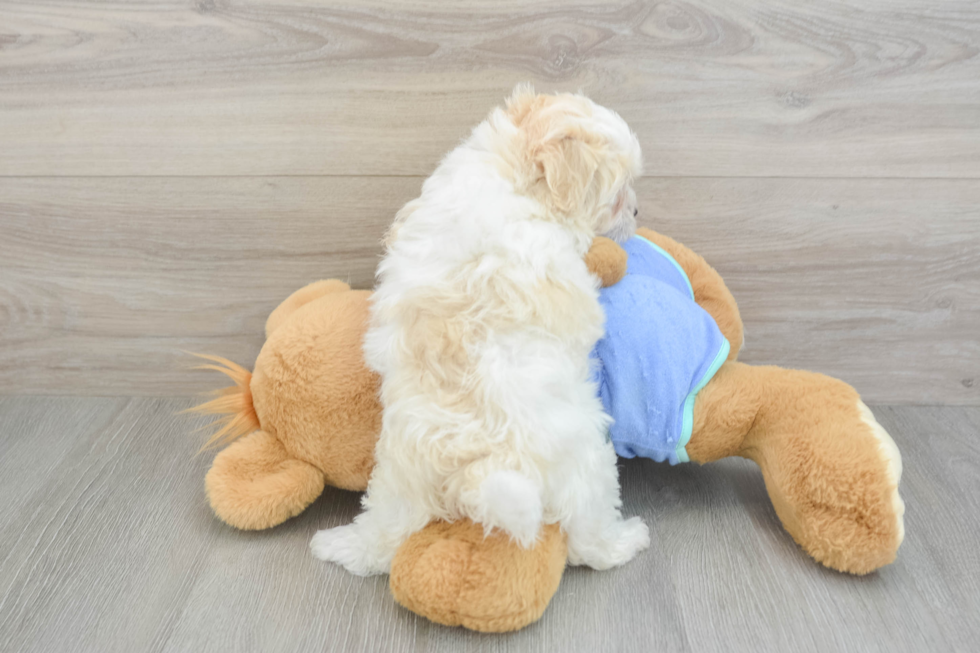 Hypoallergenic Maltepoo Poodle Mix Puppy