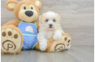 Maltipoo Pup Being Cute