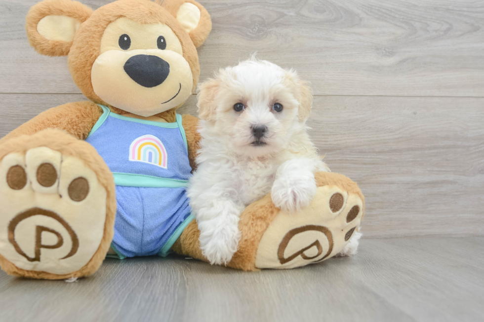 Maltipoo Pup Being Cute