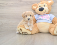 6 week old Maltipoo Puppy For Sale - Lone Star Pups