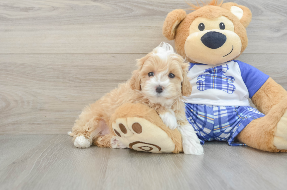 7 week old Maltipoo Puppy For Sale - Lone Star Pups