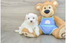 Sweet Maltipoo Baby