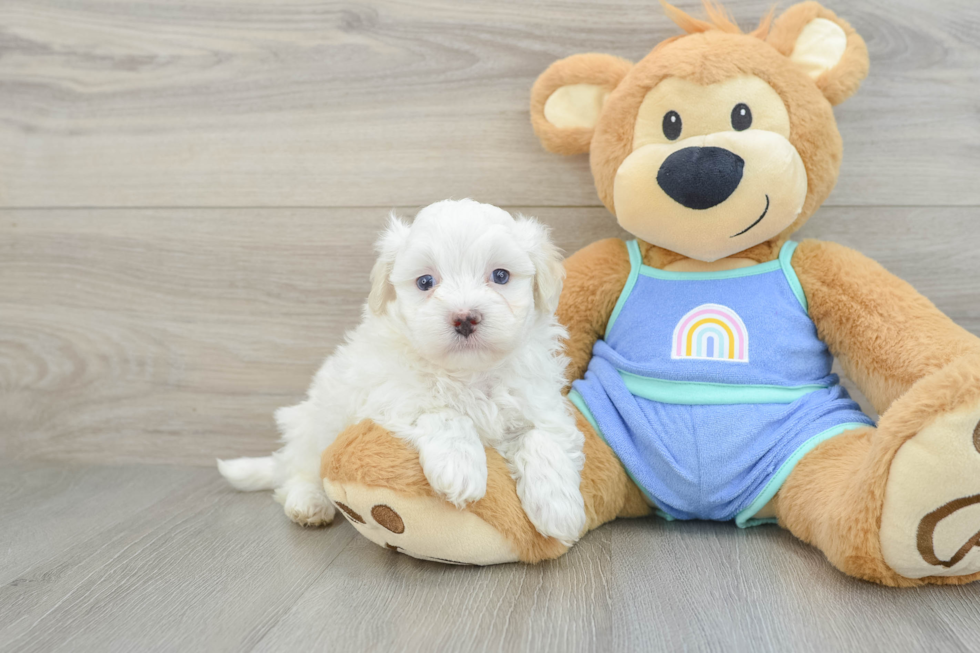 Sweet Maltipoo Baby