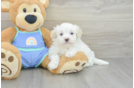 Best Maltipoo Baby
