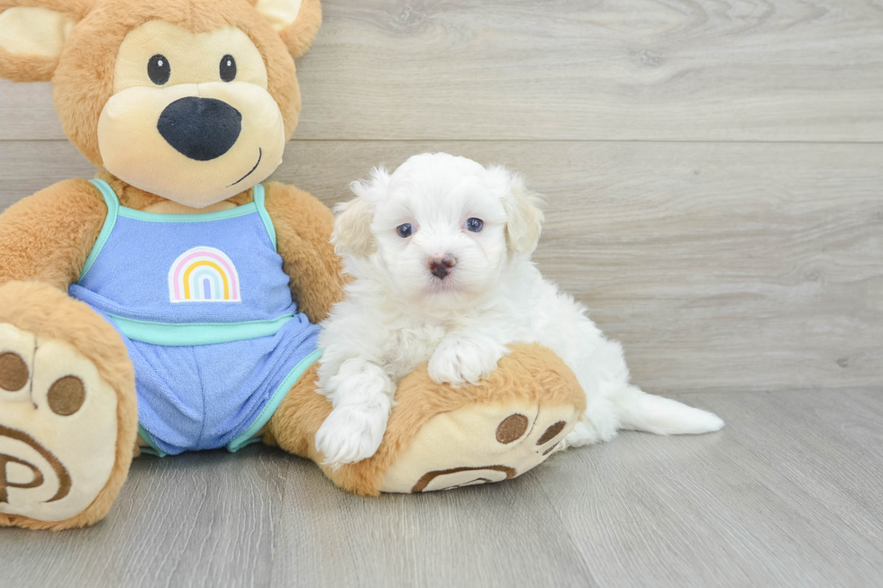 Best Maltipoo Baby