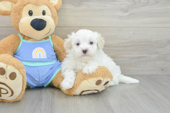 Best Maltipoo Baby