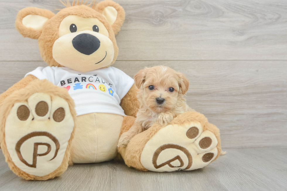 6 week old Maltipoo Puppy For Sale - Lone Star Pups
