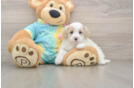 Maltipoo Pup Being Cute
