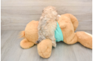 Best Maltipoo Baby