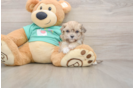 Maltipoo Pup Being Cute