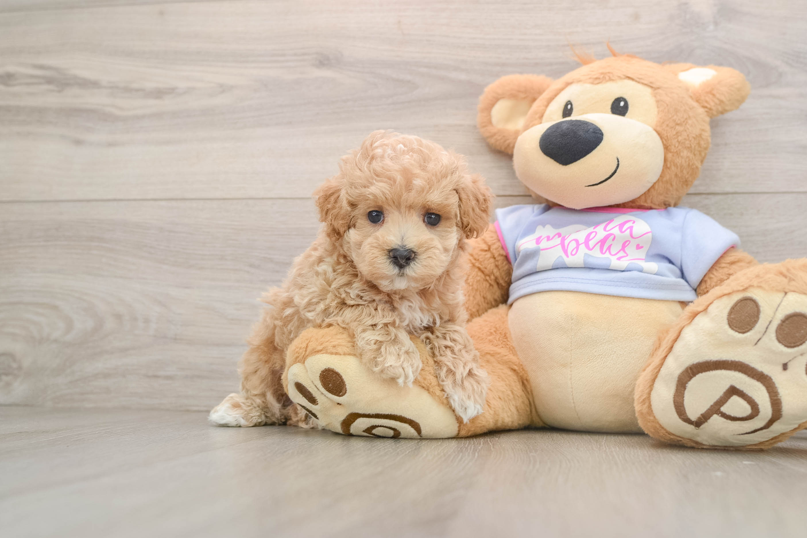 Hypoallergenic Maltese Poodle Poodle Mix Puppy