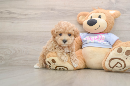 LEONARDO, a Maltipoo littermate
