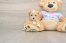 Best Maltipoo Baby