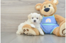 Little Maltese Poodle Poodle Mix Puppy