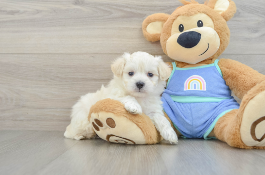 Little Maltese Poodle Poodle Mix Puppy