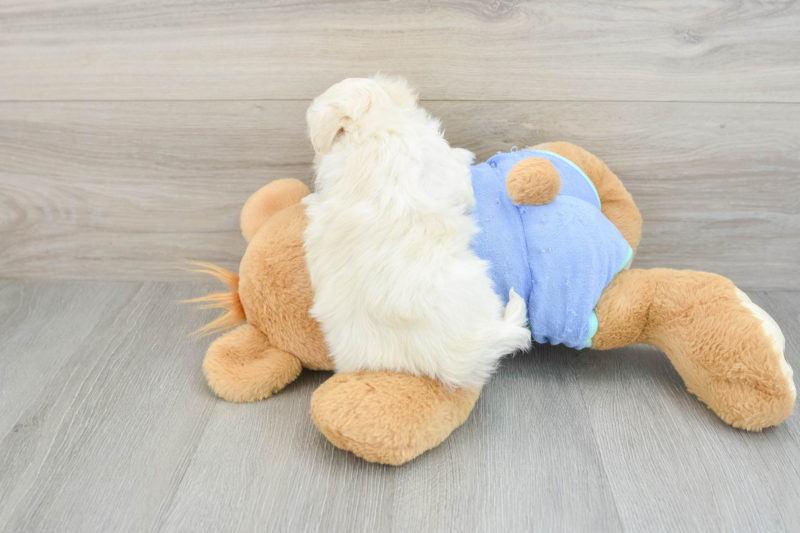 Meet Levi - our Maltipoo Puppy Photo 2/3 - Lone Star Pups