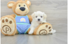 Adorable Multipoo Poodle Mix Puppy