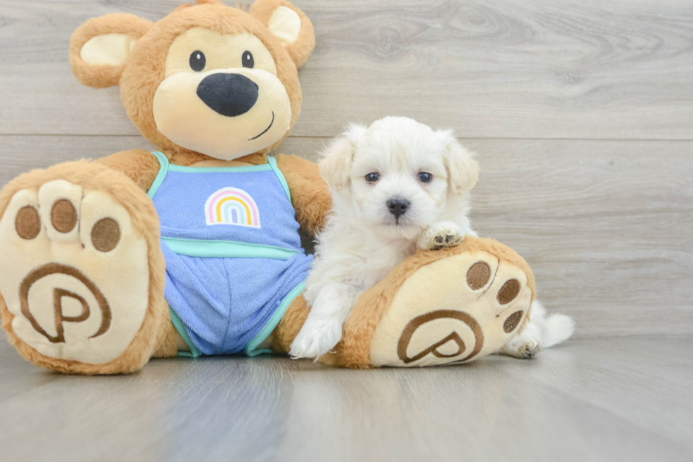 Adorable Multipoo Poodle Mix Puppy