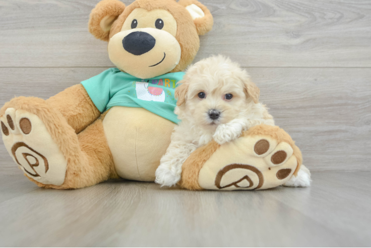 Maltipoo Pup Being Cute