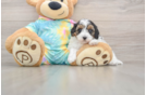 Best Maltipoo Baby