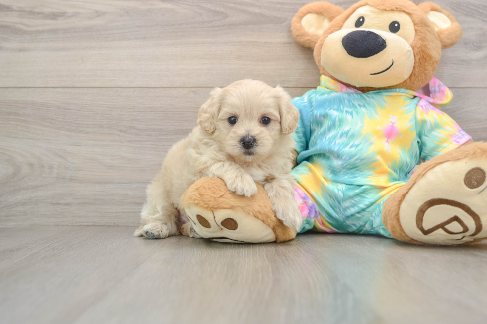 Sweet Maltipoo Baby