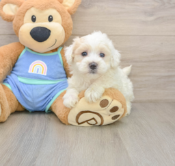 8 week old Maltipoo Puppy For Sale - Lone Star Pups