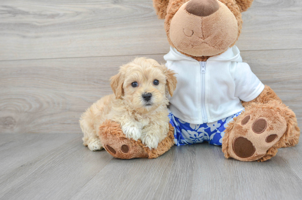 6 week old Maltipoo Puppy For Sale - Lone Star Pups