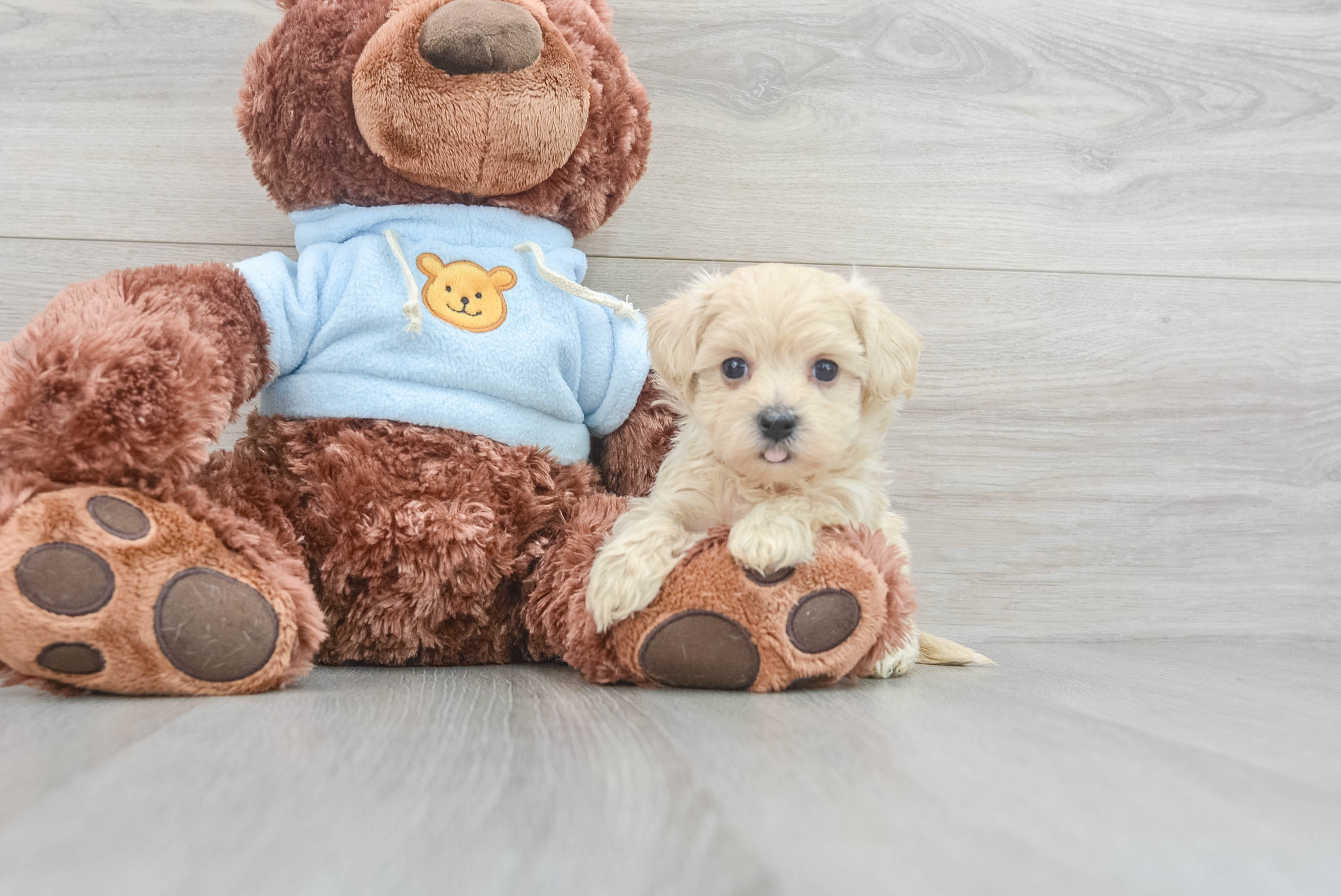 Teddy bear maltipoo 2025 puppies for sale