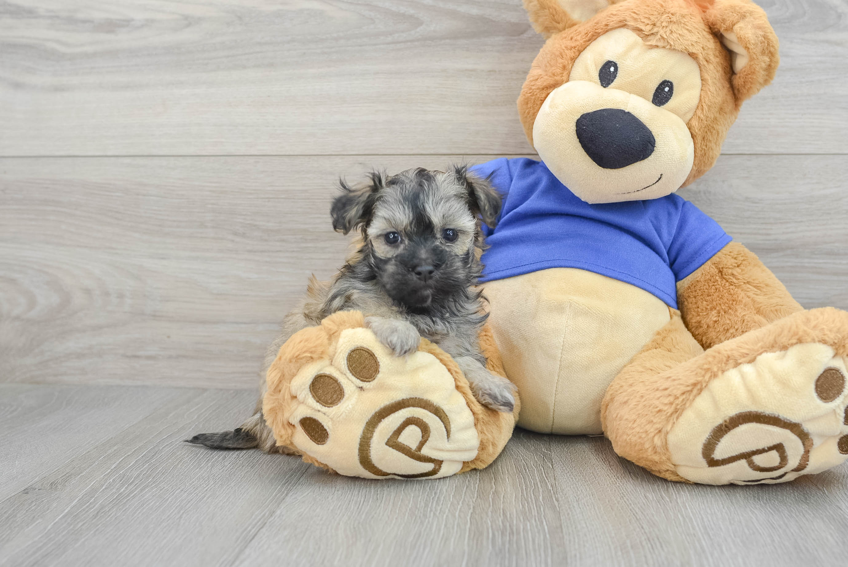 Funny Maltipoo Poodle Mix Pup