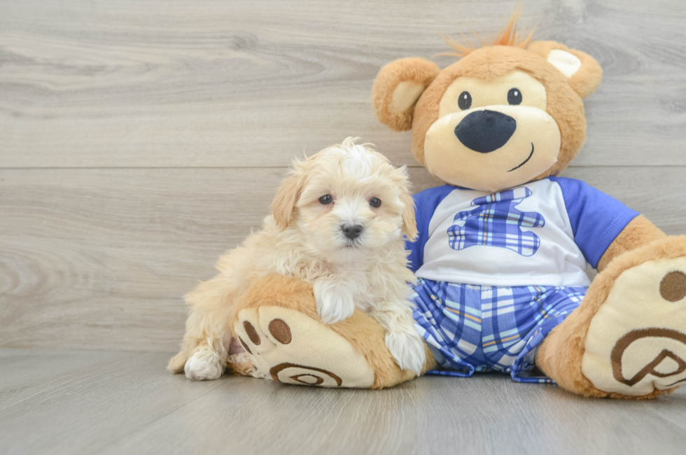 7 week old Maltipoo Puppy For Sale - Lone Star Pups