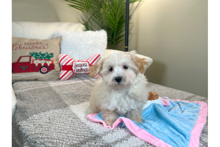 Maltipoo Pup Being Cute