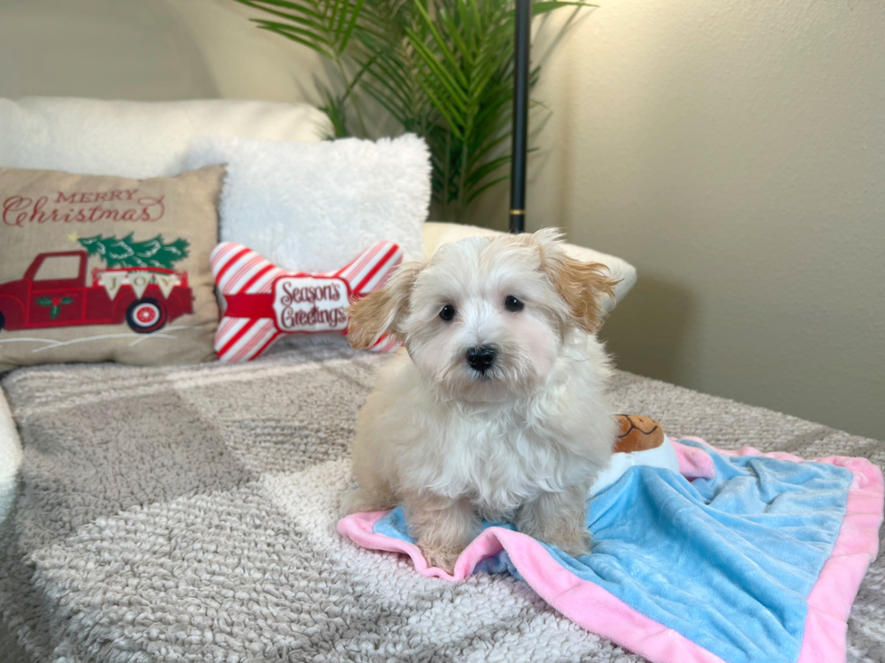 Maltipoo Pup Being Cute