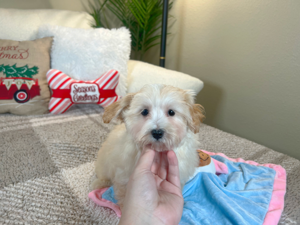 Maltipoo Puppy for Adoption