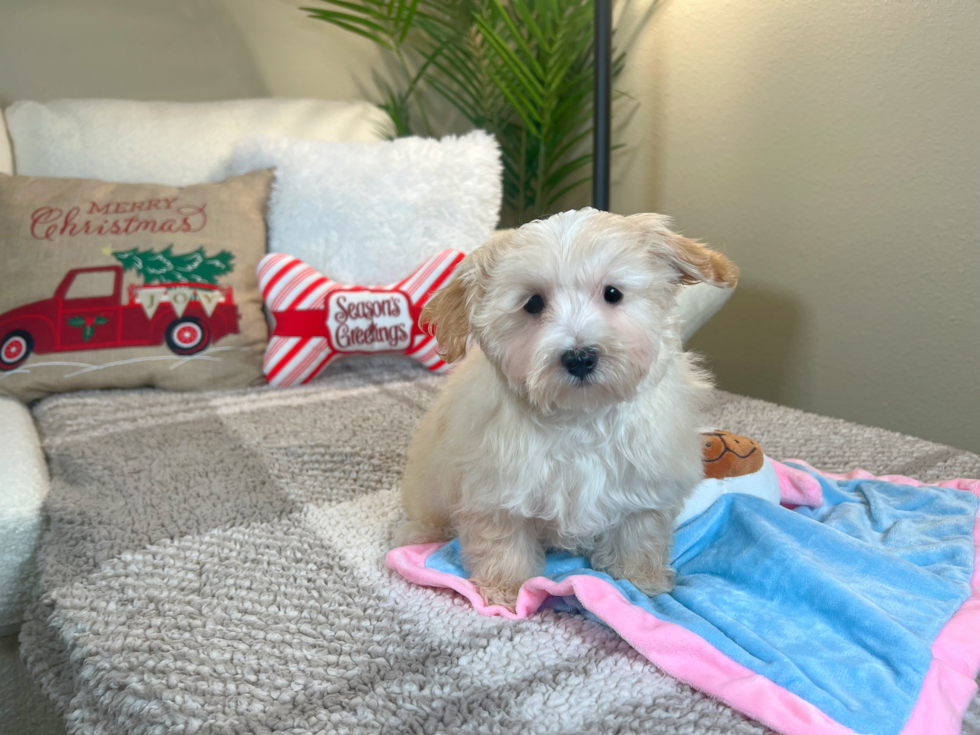 Cute Maltipoo Poodle Mix Pup