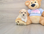 6 week old Maltipoo Puppy For Sale - Lone Star Pups