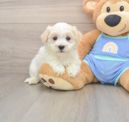 8 week old Maltipoo Puppy For Sale - Lone Star Pups